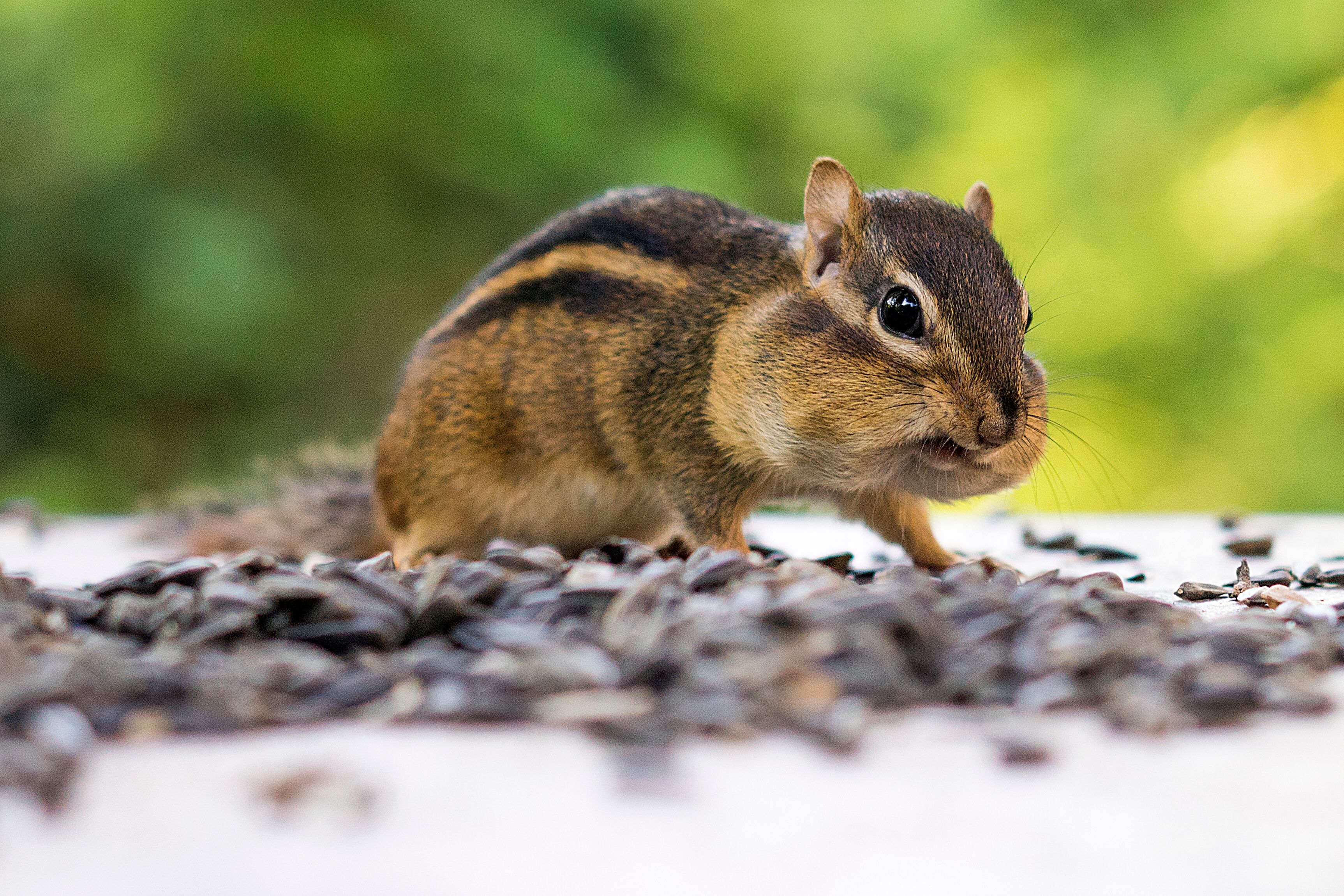 Tennessee Chipmunk Appalachia Bare