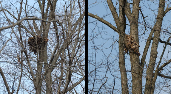 The Eastern Grey Squirrel - Appalachia Bare