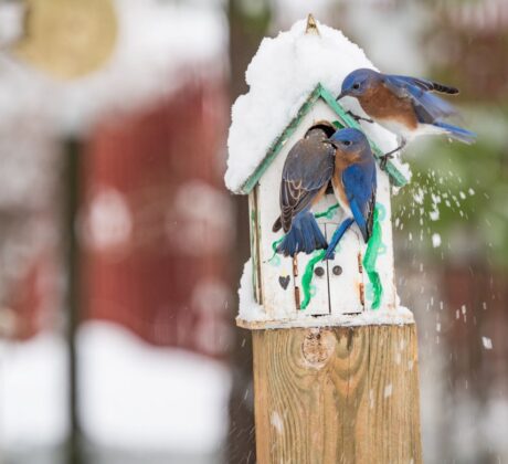 Eastern Bluebirds